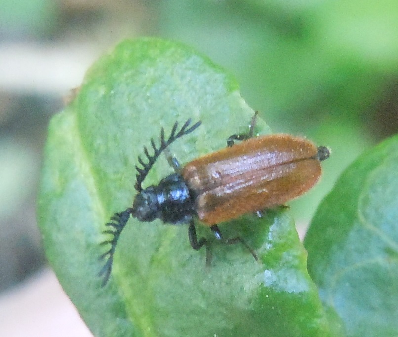 Drilus flavescens  (Drilidae)